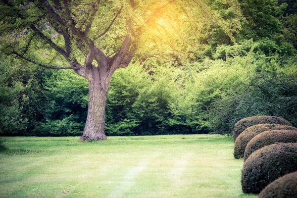 Sommaren park på solig dag — Stockfoto