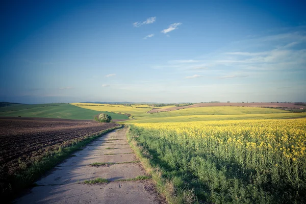Road through beautiful yellow fields — Stock Photo, Image