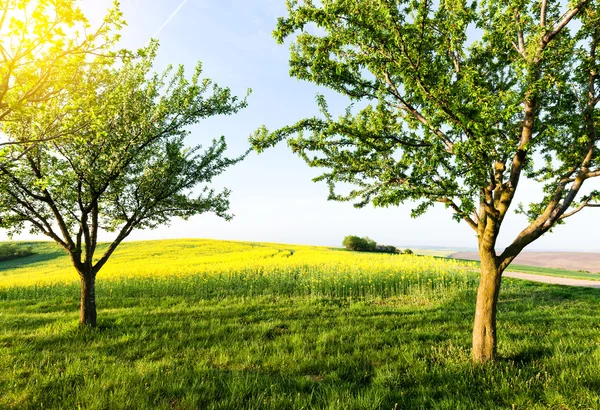 Sunny day at summer garden — Stock Photo, Image