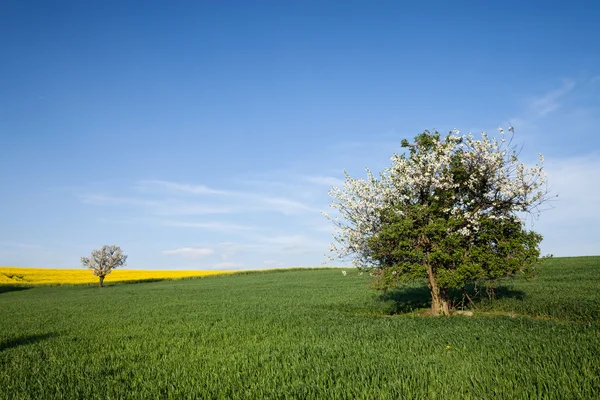 Feld und Kirschbaum über blauem Himmel — Stockfoto