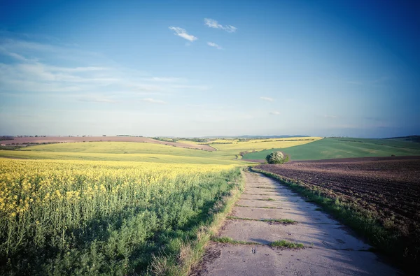 Droga przez piękne żółte pola — Zdjęcie stockowe