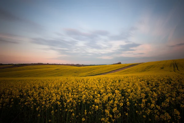 夕暮れ時の美しい黄色のフィールド風景 — ストック写真