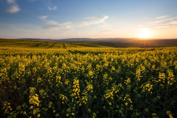 Bellissimo campo giallo paesaggio soleggiato — Foto Stock