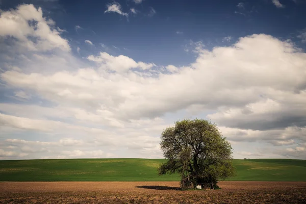 Wielkie drzewo nad niebieski niebo — Zdjęcie stockowe