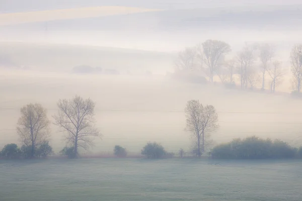 Bäume auf den Frühlingsfeldern am nebligen Morgen — Stockfoto