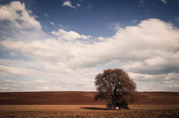 Sonbahar renkleri büyük ağaç üzerinde mavi gökyüzü — Stok fotoğraf