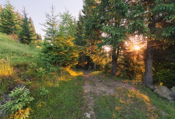 Summer forest — Stock Photo, Image