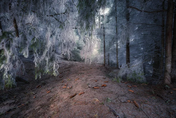 Invierno bosque nevado —  Fotos de Stock