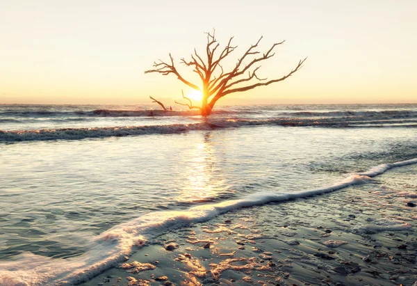 Eenzame boom bij zonsopgang — Stockfoto