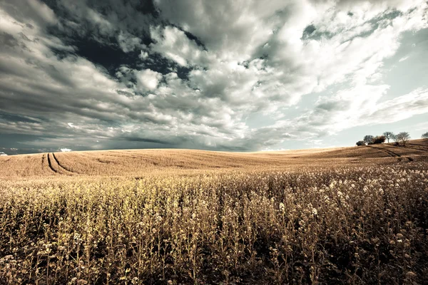 Autumn color grass and cloudy sky background — Stock Photo, Image