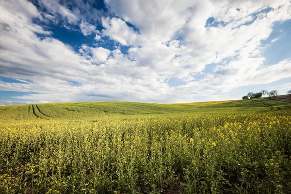 Bellissimo campo e cielo nuvoloso paesaggio — Foto Stock