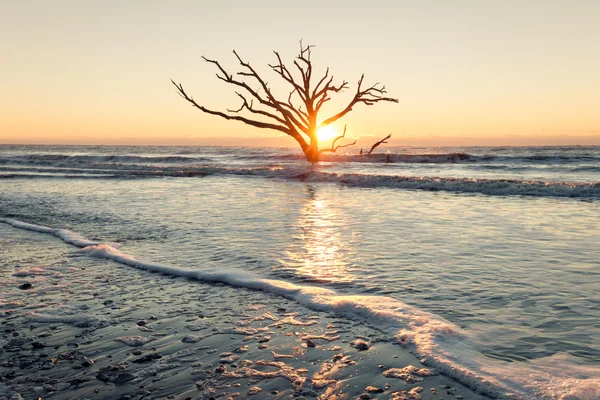 Samotne drzewo w sunrise — Zdjęcie stockowe