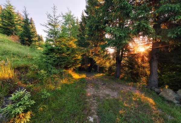 Sommaren skog — Stockfoto