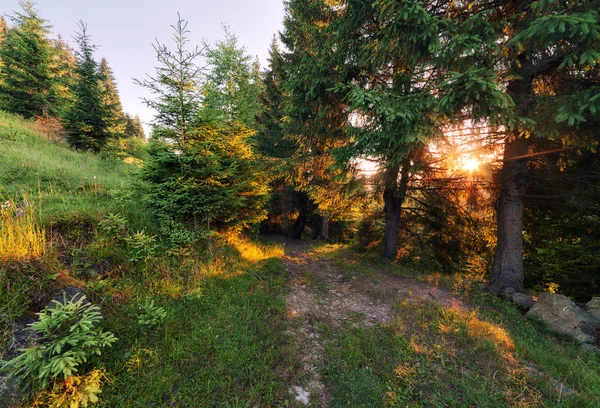 Summer forest — Stock Photo, Image