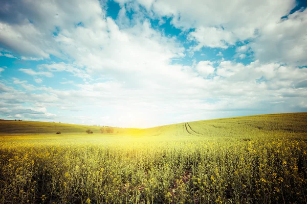 Hermoso campo y cielo nublado paisaje vintage — Foto de Stock