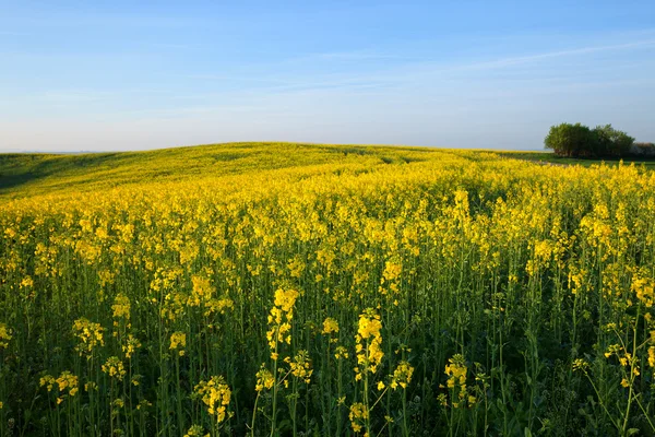 Tavaszi sárga mező — Stock Fotó