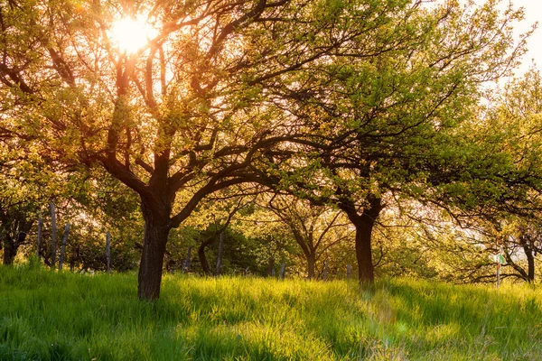 Sunny summer garden — Stock Photo, Image