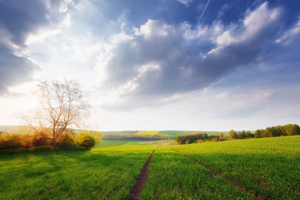 Prachtige zonnige landschap — Stockfoto