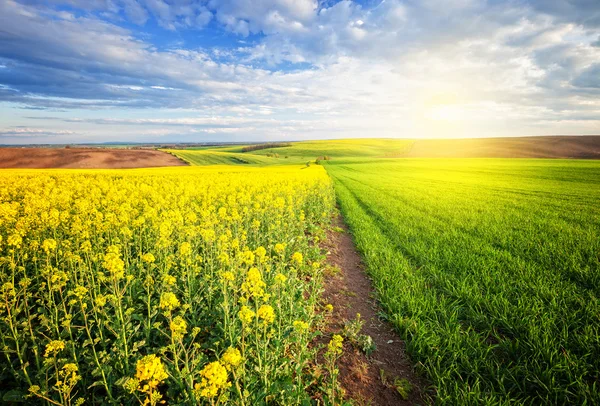 Hermoso paisaje soleado — Foto de Stock