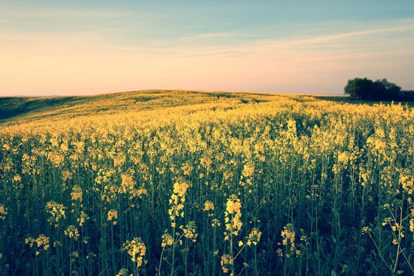 Immagine in stile retrò del campo giallo di primavera — Foto Stock