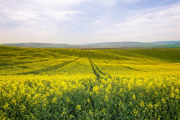 Rolling colline e campi gialli — Foto Stock