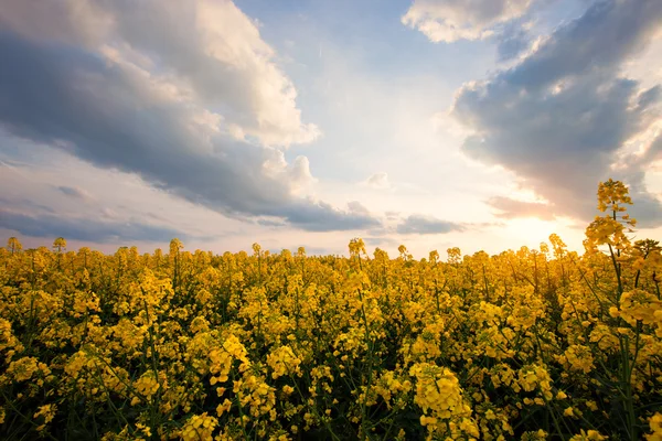 Primavera soleggiato campo giallo — Foto Stock