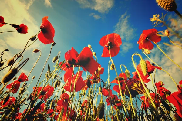 Vintage photo of red poppy field — Stock Photo, Image