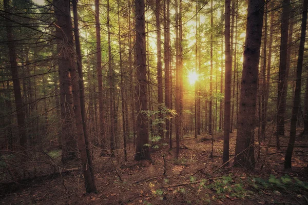 Vintage style photo of old forest at sunny morning — Stock Photo, Image