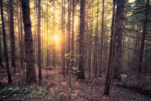 Vintage stil foto av gammal skog på solig morgon — Stockfoto