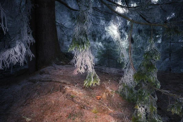 Invierno bosque nevado —  Fotos de Stock