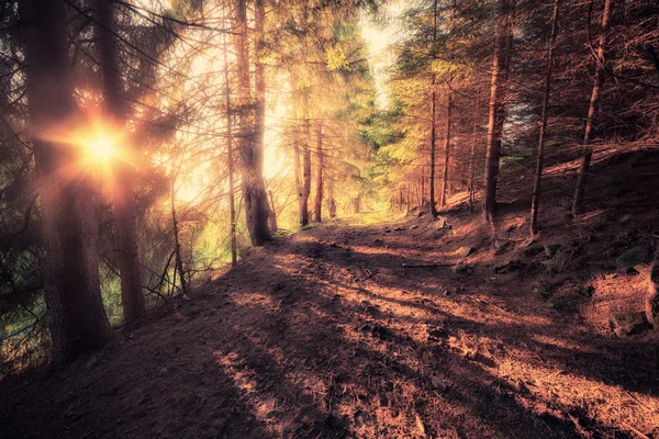 Imagen de estilo vintage del bosque viejo en la mañana soleada —  Fotos de Stock