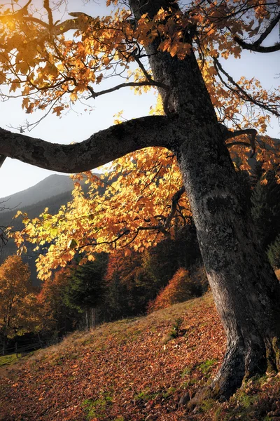 Drzewo jesień kolory w słoneczny dzień — Zdjęcie stockowe