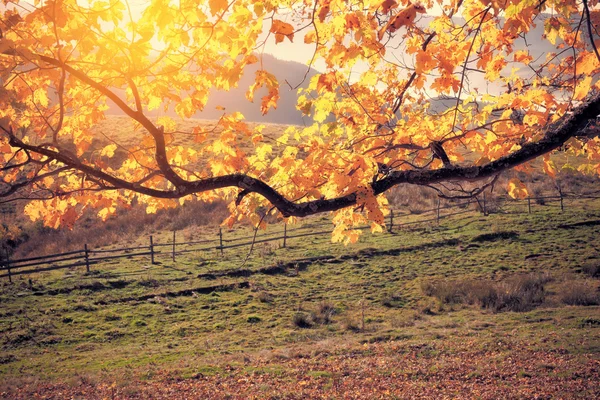 秋天的颜色树在阳光灿烂的日子 — 图库照片
