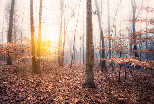 Otoño neblinoso amanecer en el bosque — Foto de Stock