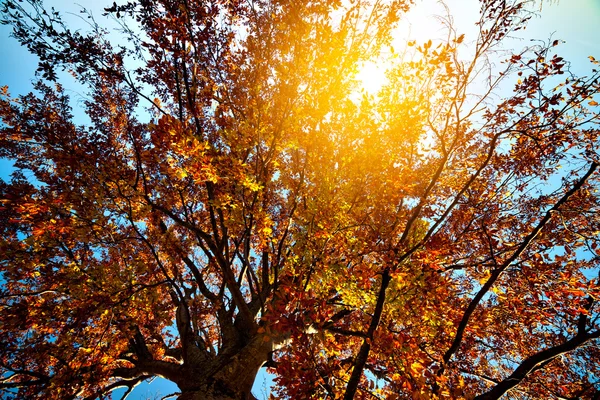 Heldere kleuren herfst boom — Stockfoto