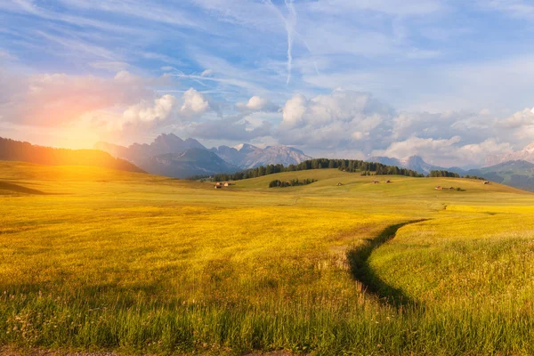 Panorama av alpina äng — Stockfoto