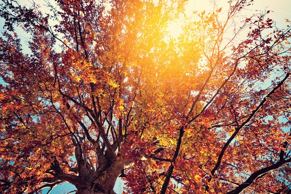 Heldere kleuren herfst boom — Stockfoto