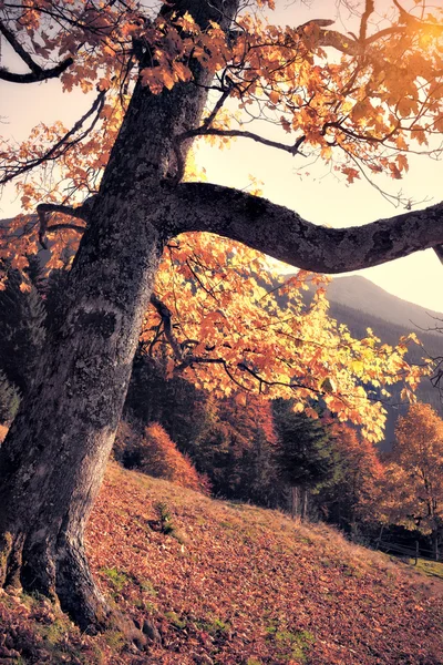 Herfst kleuren boom op zonnige dag — Stockfoto