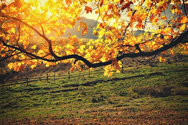 Herfst kleuren boom op zonnige dag — Stockfoto