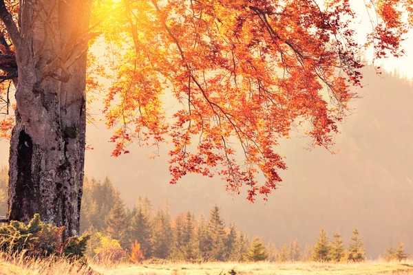 Ρετρό στυλ φωτογραφία του δέντρου χρώματα πτώση σε ηλιόλουστη ημέρα — Φωτογραφία Αρχείου