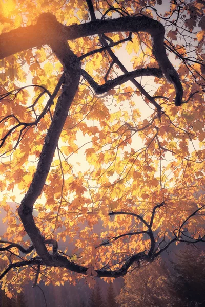 秋天的颜色树在阳光明媚的日子的旧照片 — 图库照片