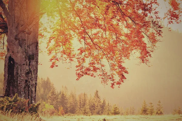 Foto de estilo retro del árbol de colores de otoño en el día soleado — Foto de Stock