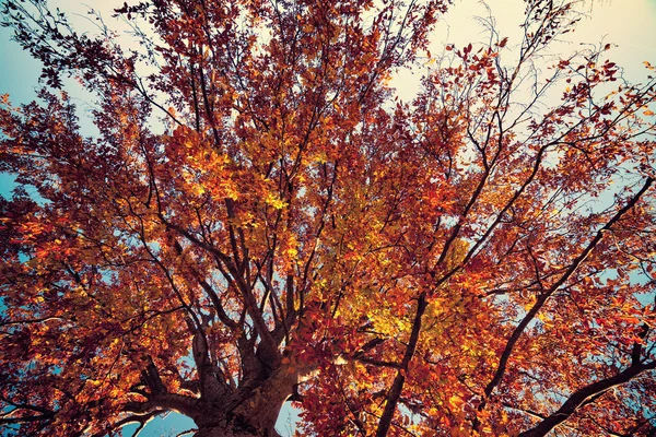 Vintage-Stil Foto von hellen Farben Herbst Baum — Stockfoto