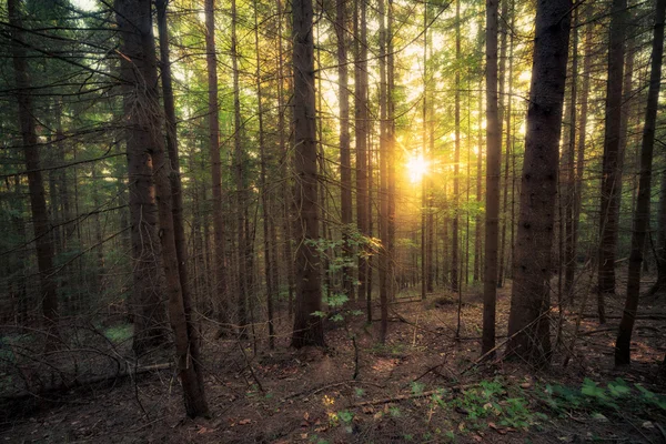 Old forest at sunny morning — Stock Photo, Image