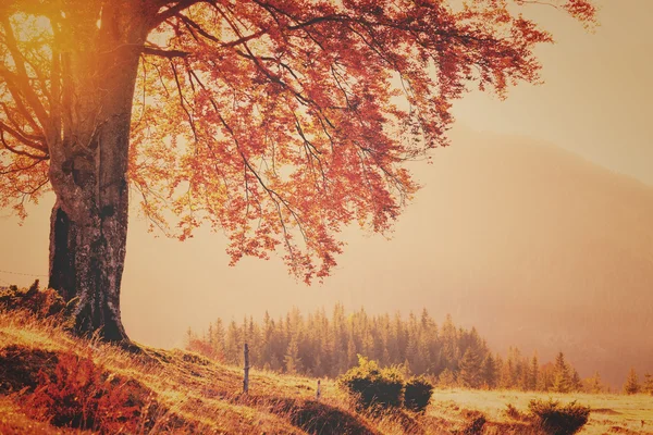 Vintage style photo of fall colors tree — Stock Photo, Image