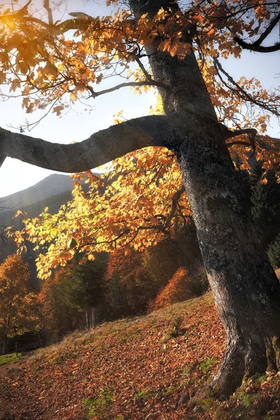 Fall colors tree at sunny day — Stock Photo, Image