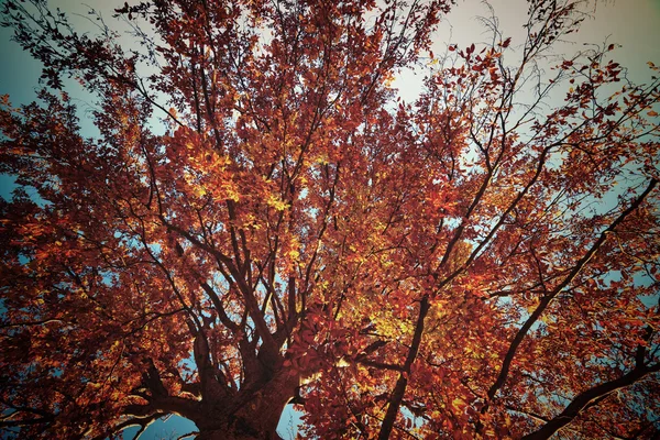 复古风格的明亮的颜色秋天一棵树的照片 — 图库照片