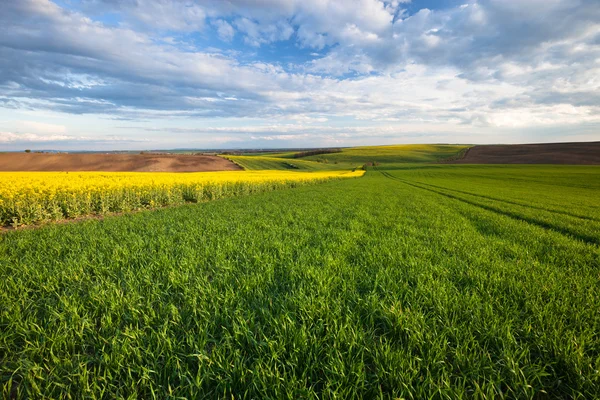 Bellissimo paesaggio campo — Foto Stock