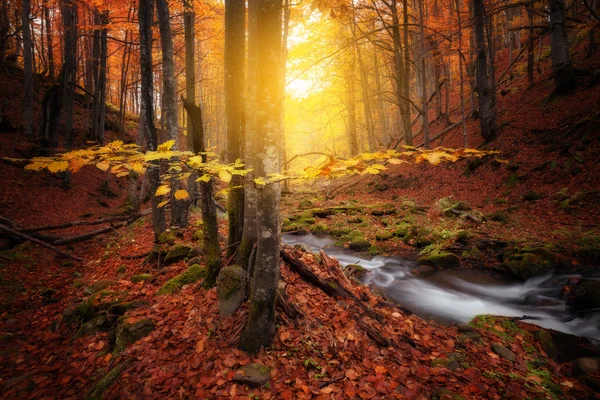 Podzimní barvy lesa a malé creek — Stock fotografie