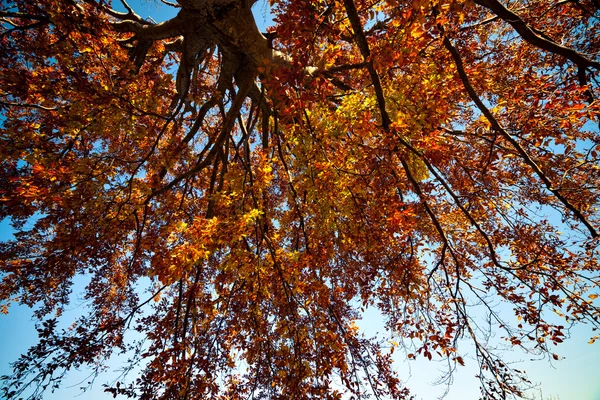 秋天树的明亮的颜色 — 图库照片